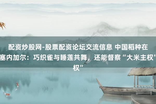 配资炒股网-股票配资论坛交流信息 中国稻种在塞内加尔：巧织雀与睡莲共舞，还能督察“大米主权”